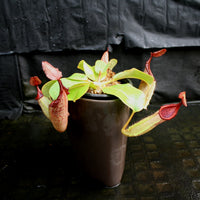 Nepenthes (truncata x campanulata) x veitchii "Pink Candy Cane", CAR-0064