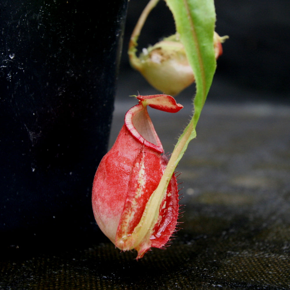 
                      
                        Nepenthes mirabilis winged x (mirabilis var. globosa x ampullaria) F2
                      
                    