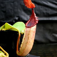 Nepenthes (truncata x campanulata) x veitchii "Pink Candy Cane", CAR-0064
