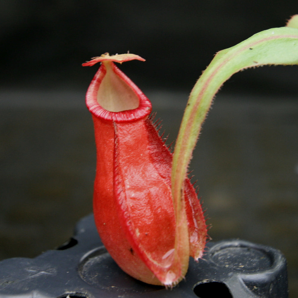 
                      
                        Nepenthes mirabilis winged x (mirabilis var. globosa x ampullaria) F2
                      
                    