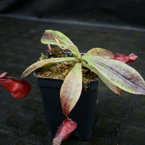 Nepenthes Edinensis x mirabilis globosa ampullaria Black Miracle plant in a small pot with pale green leaves tinged red