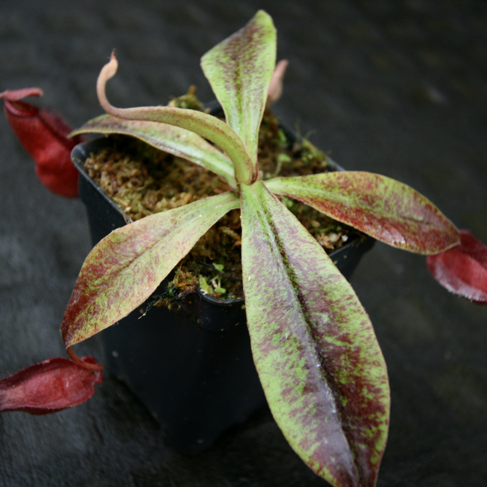 
                      
                        Nepenthes Edinensis x (mirabilis var. globosa x ampullaria Black Miracle)
                      
                    