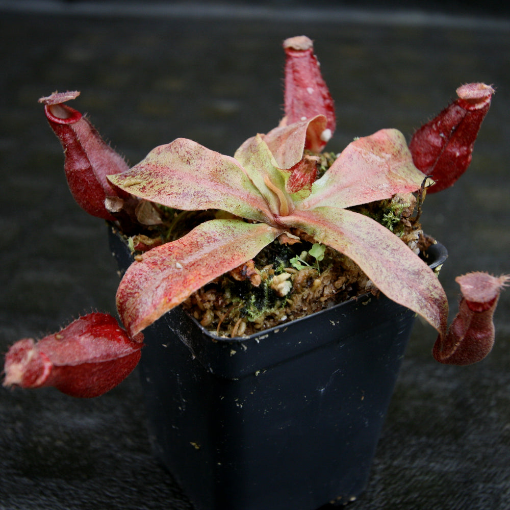 
                      
                        Nepenthes Edinensis x (mirabilis var. globosa x ampullaria Black Miracle)
                      
                    