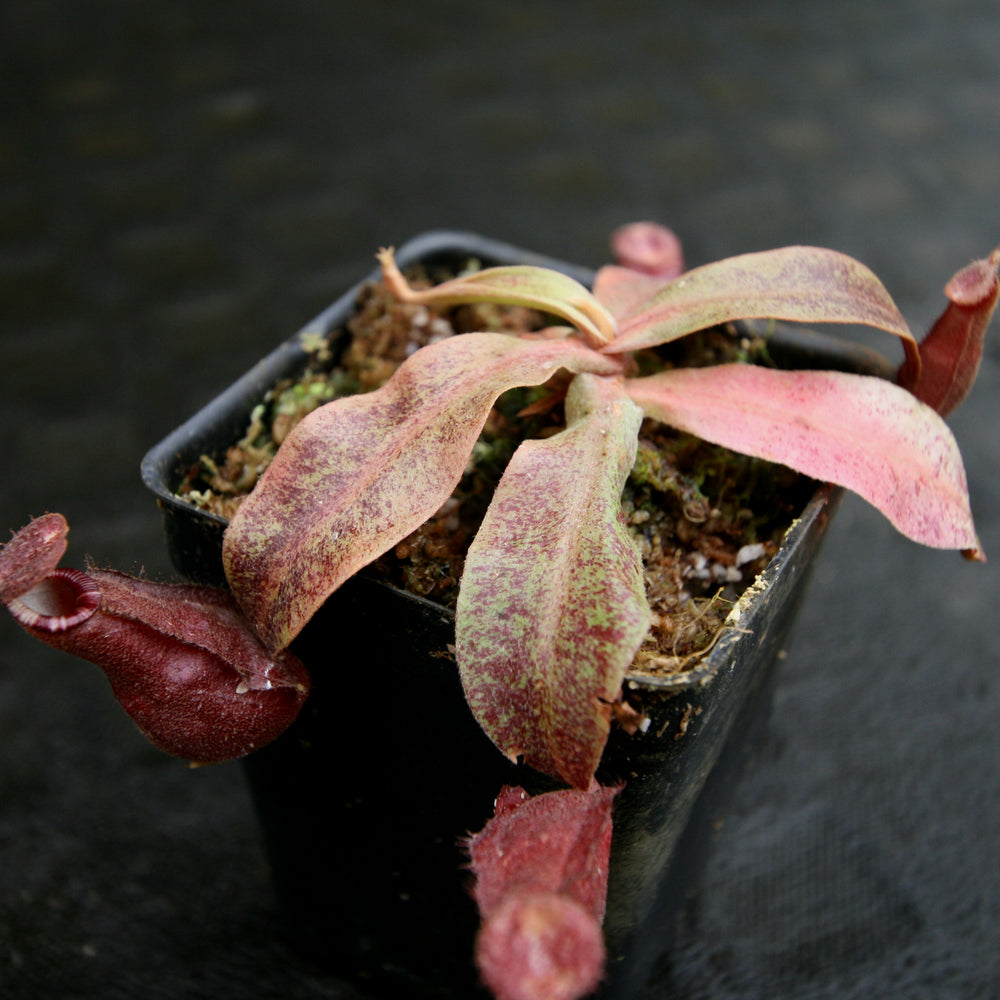 
                      
                        Nepenthes Edinensis x (mirabilis var. globosa x ampullaria Black Miracle)
                      
                    