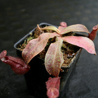 Nepenthes Edinensis x (mirabilis var. globosa x ampullaria Black Miracle)