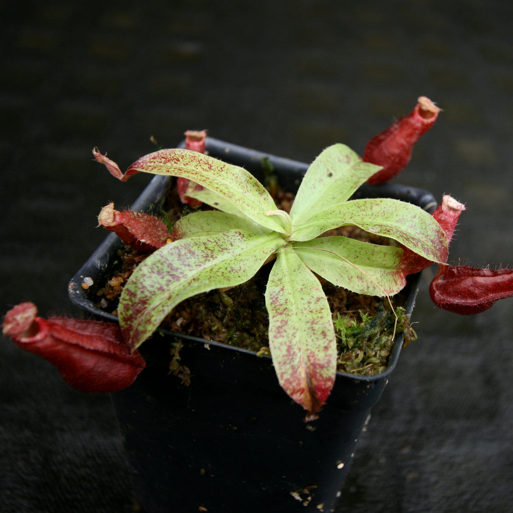 
                      
                        Nepenthes Edinensis x (mirabilis var. globosa x ampullaria Black Miracle)
                      
                    