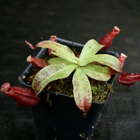 Nepenthes Edinensis x (mirabilis var. globosa x ampullaria Black Miracle)