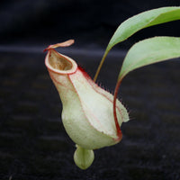 Nepenthes Edinensis x (mirabilis var. globosa x ampullaria Black Miracle)