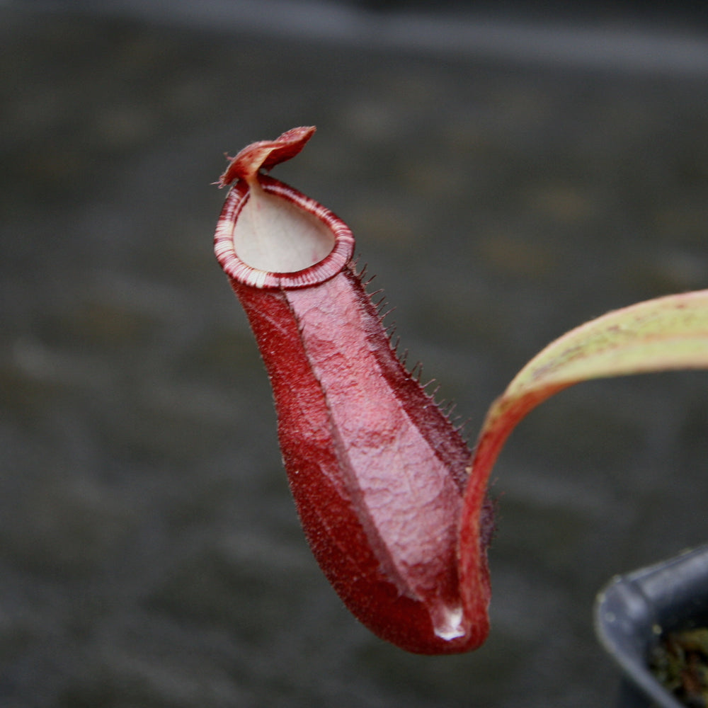 
                      
                        Nepenthes Edinensis x (mirabilis var. globosa x ampullaria Black Miracle)
                      
                    