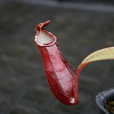 Nepenthes Edinensis x (mirabilis var. globosa x ampullaria Black Miracle)