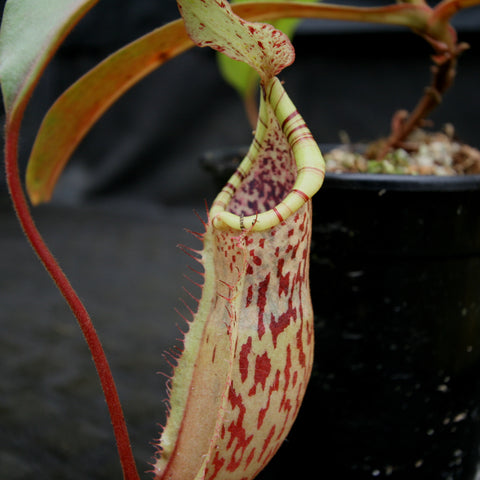 Close-up of Nepenthes smilesii x maxima pitcher with pale green body and red speckling held in a hand