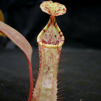 Nepenthes smilesii x maxima, CAR-0114