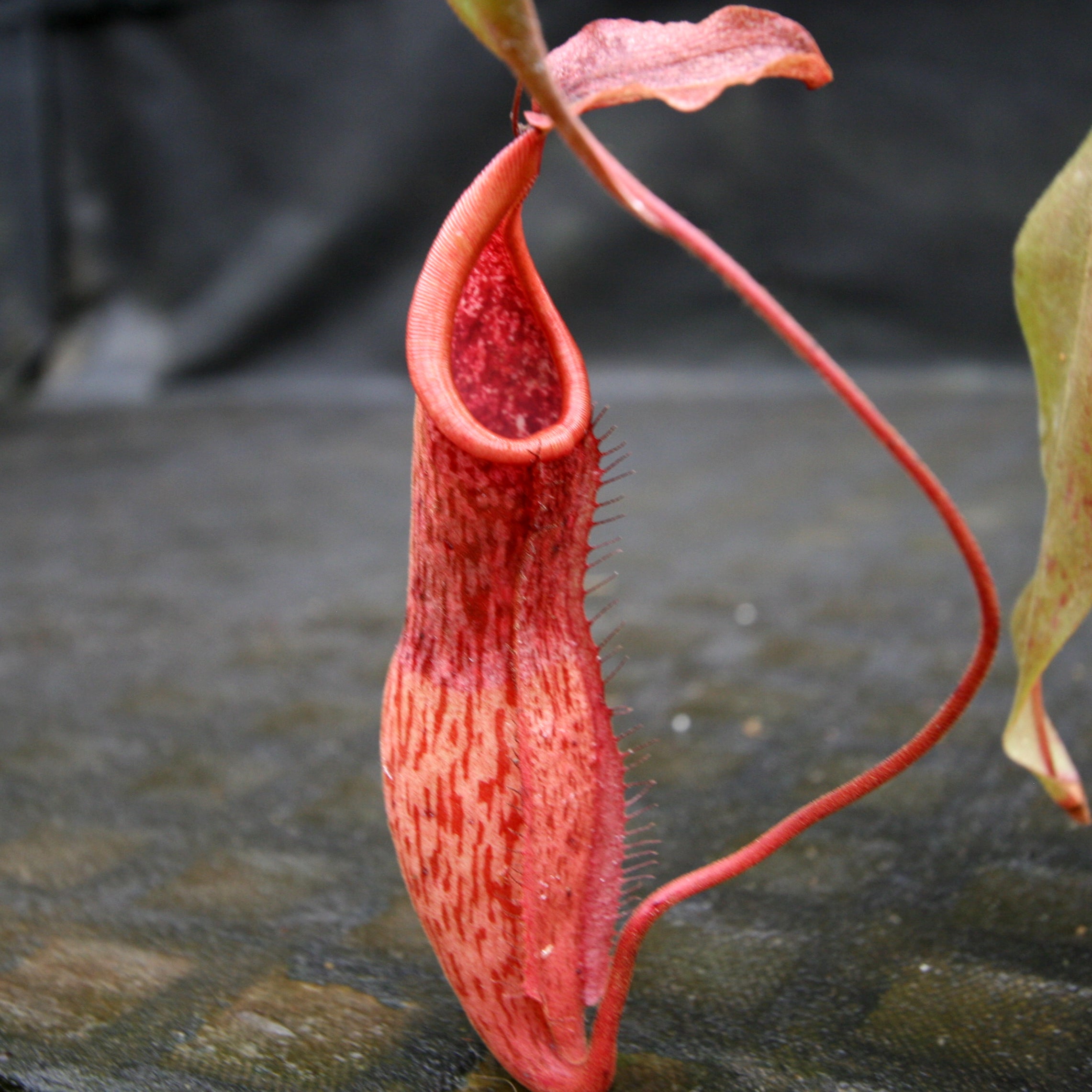 Nepenthes smilesii x maxima, CAR-0114 – Carnivero
