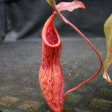 Nepenthes smilesii x maxima, CAR-0114