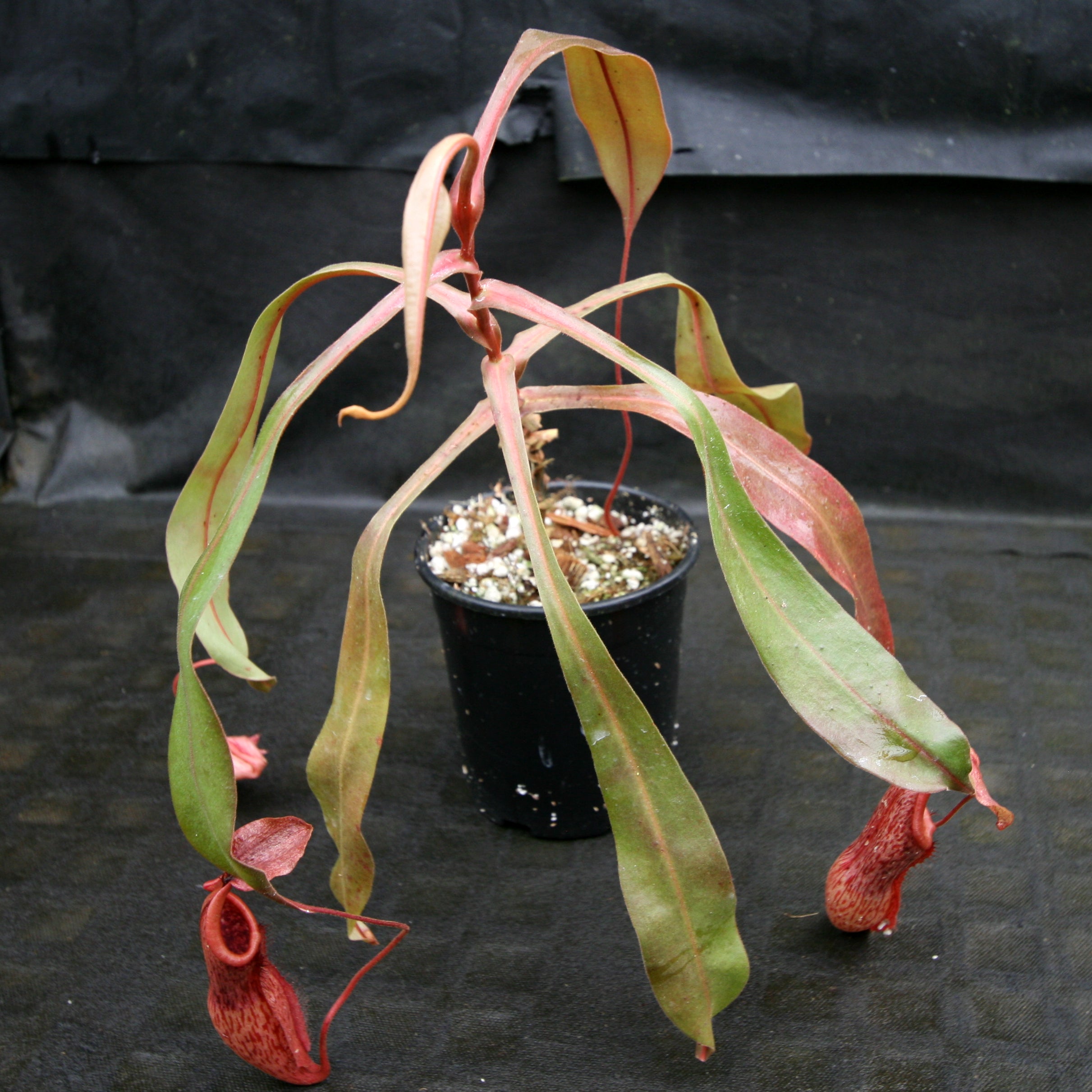 Nepenthes smilesii x maxima, CAR-0114 – Carnivero