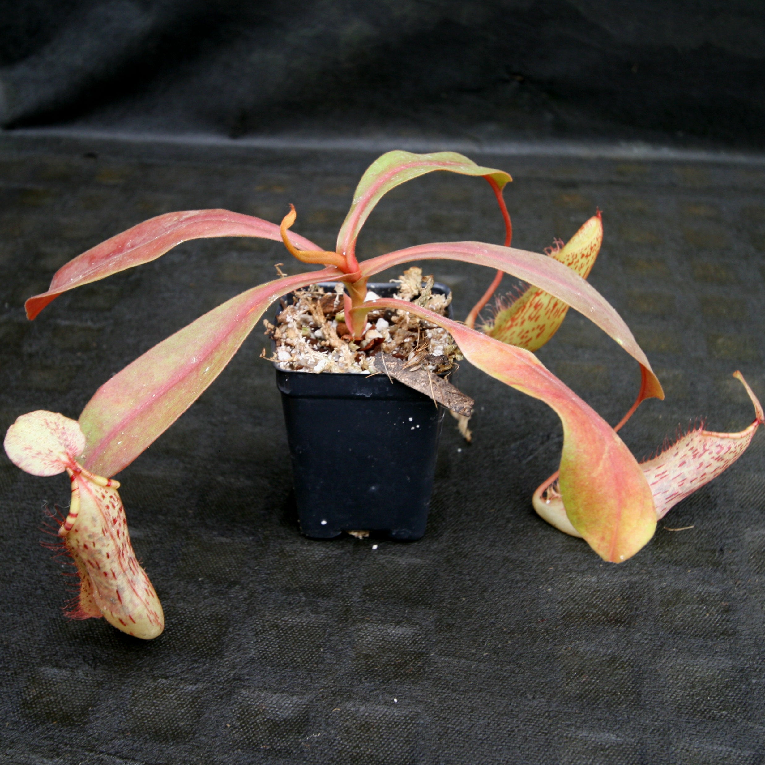 Nepenthes smilesii x maxima, CAR-0114 – Carnivero