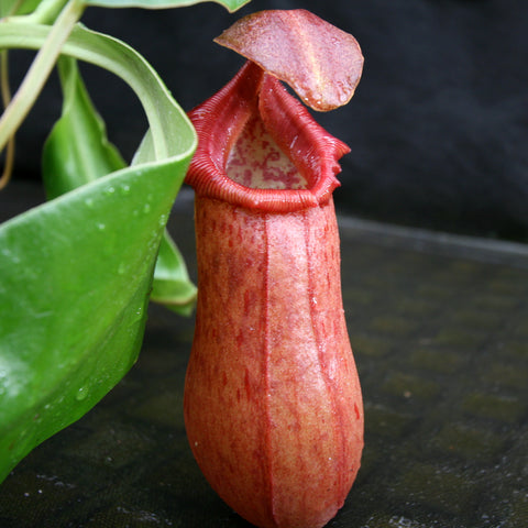 Queen Malani Nepenthes pitcher plant with a tall red tubular pitcher and a partially opened lid beside green leaves.