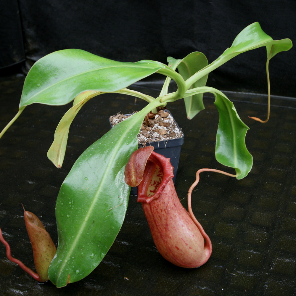 
                      
                        Nepenthes 'Queen Malani' , pitcher plant, carnivorous plant, collectors plant, large pitchers, rare plants 
                      
                    