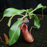 Nepenthes 'Queen Malani' , pitcher plant, carnivorous plant, collectors plant, large pitchers, rare plants 