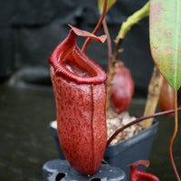 Nepenthes 'Binky', ventricosa x mira