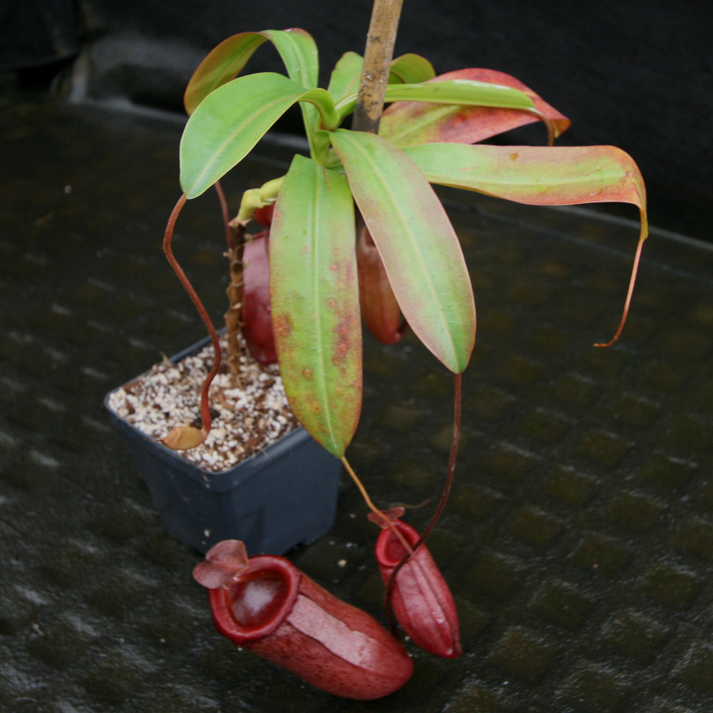 
                      
                        Nepenthes 'Binky', ventricosa x mira
                      
                    