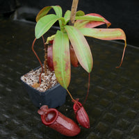 Nepenthes 'Binky', ventricosa x mira