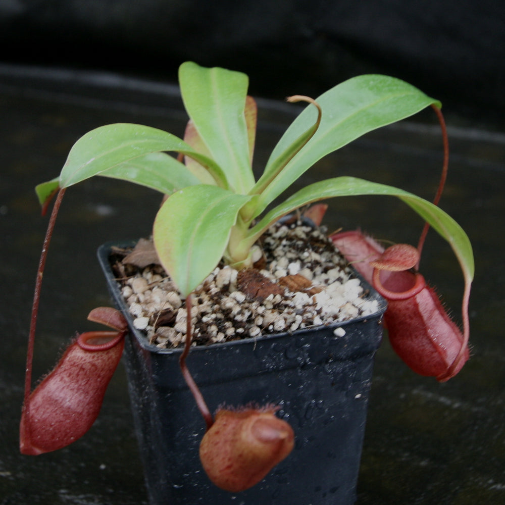 
                      
                        Nepenthes 'Binky', ventricosa x mira
                      
                    