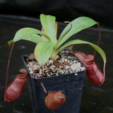 Nepenthes 'Binky', ventricosa x mira