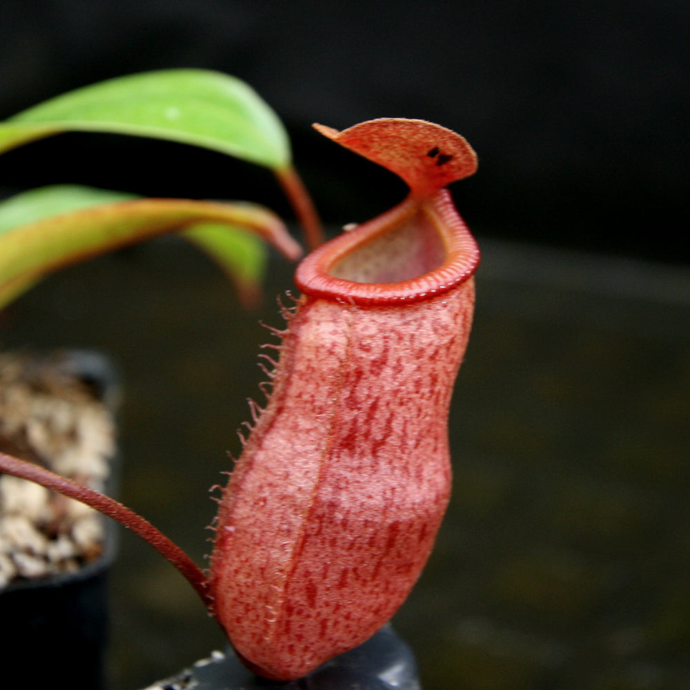 
                      
                        Nepenthes 'Binky', ventricosa x mira
                      
                    
