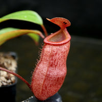 Nepenthes 'Binky', ventricosa x mira