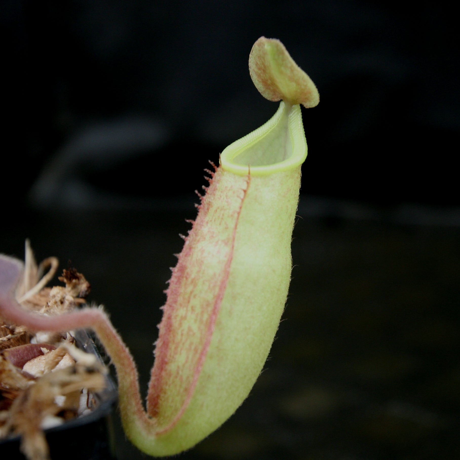 Nepenthes maxima, BE-3907 – Carnivero Nepenthes maxima, BE-3907 – Carnivero