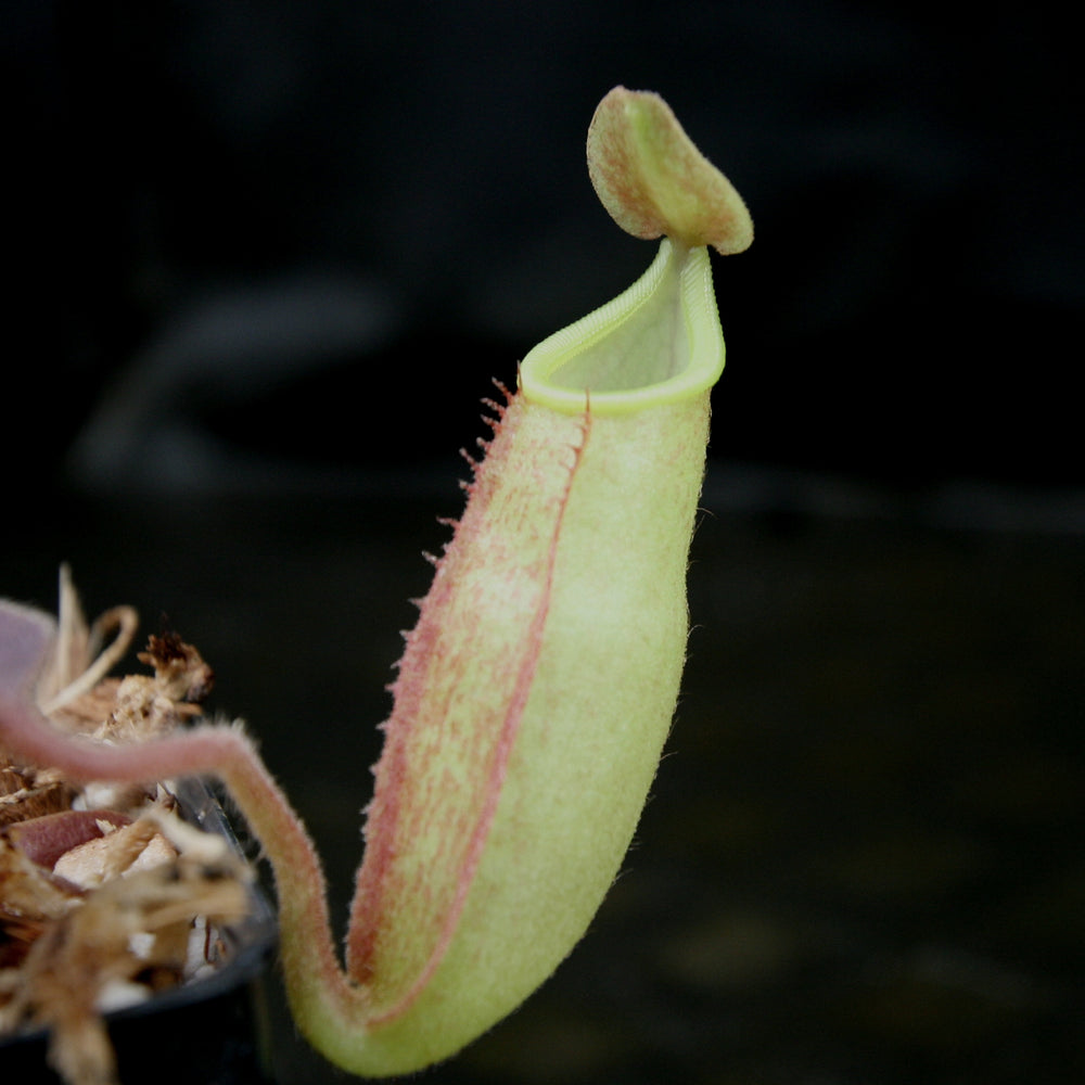 
                      
                        Nepenthes maxima, BE-3907
                      
                    