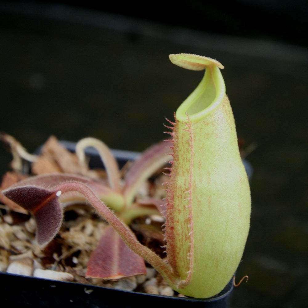 
                      
                        Nepenthes maxima, BE-3907
                      
                    