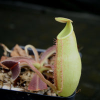 Nepenthes maxima, BE-3907