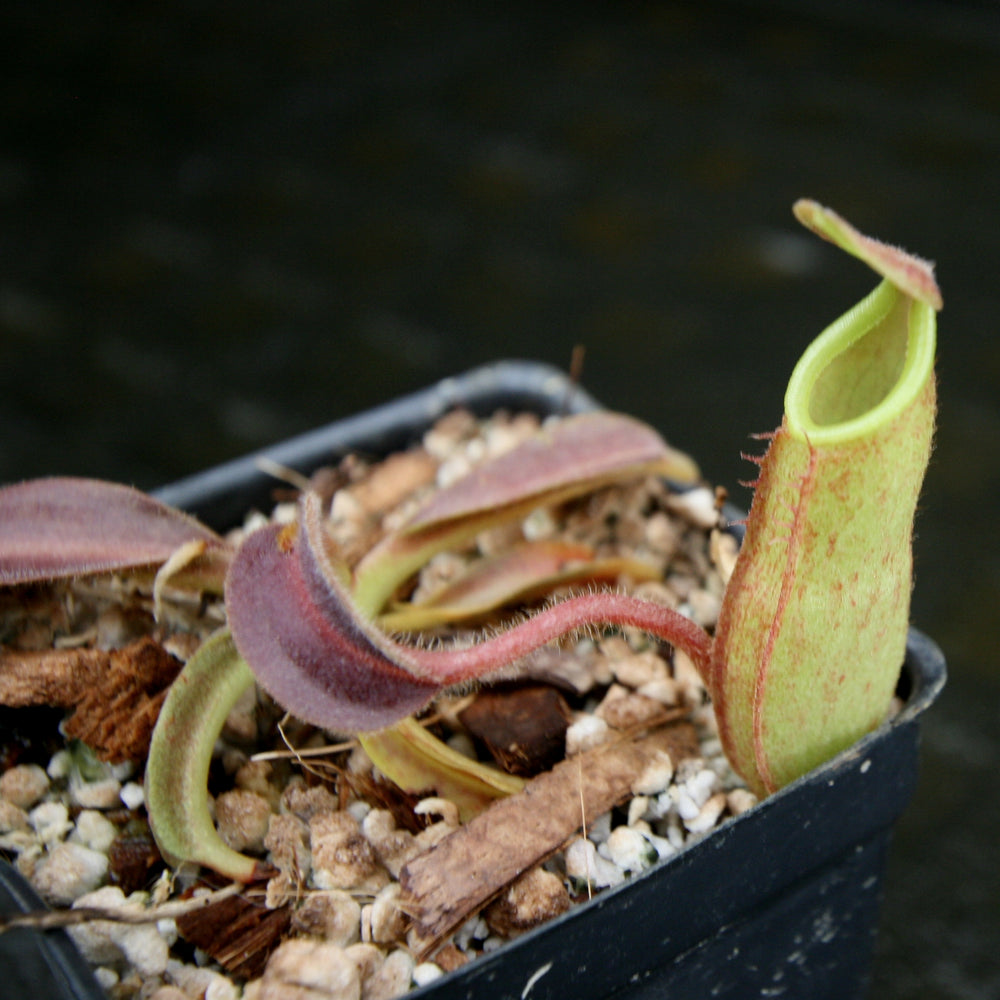 
                      
                        Nepenthes maxima, BE-3907
                      
                    