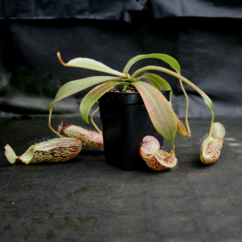 Nepenthes BE Best x spectabilis plant in a black pot with long pale leaves and several patterned maroon and green pitchers on dark fabric.
