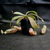 Nepenthes (spathulata x spectabilis) "BE Best" x spectabilis Dairi Regency, CAR-0093