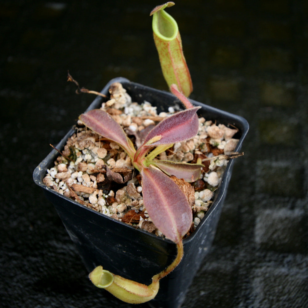 
                      
                        Nepenthes maxima, BE-3907
                      
                    