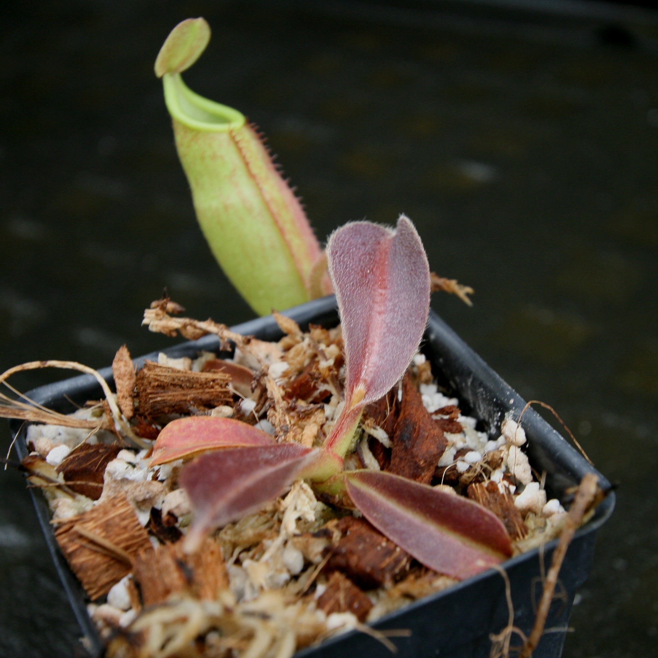 Nepenthes maxima, BE-3907 – Carnivero