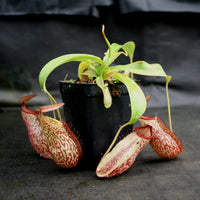 Nepenthes (spathulata x spectabilis) "BE Best" x spectabilis Dairi Regency, CAR-0093