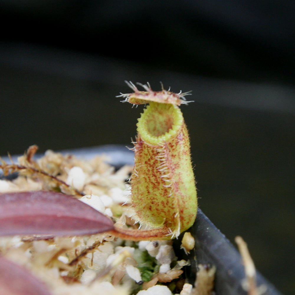 
                      
                        Nepenthes hamata, Tambusisi, BE-3975
                      
                    