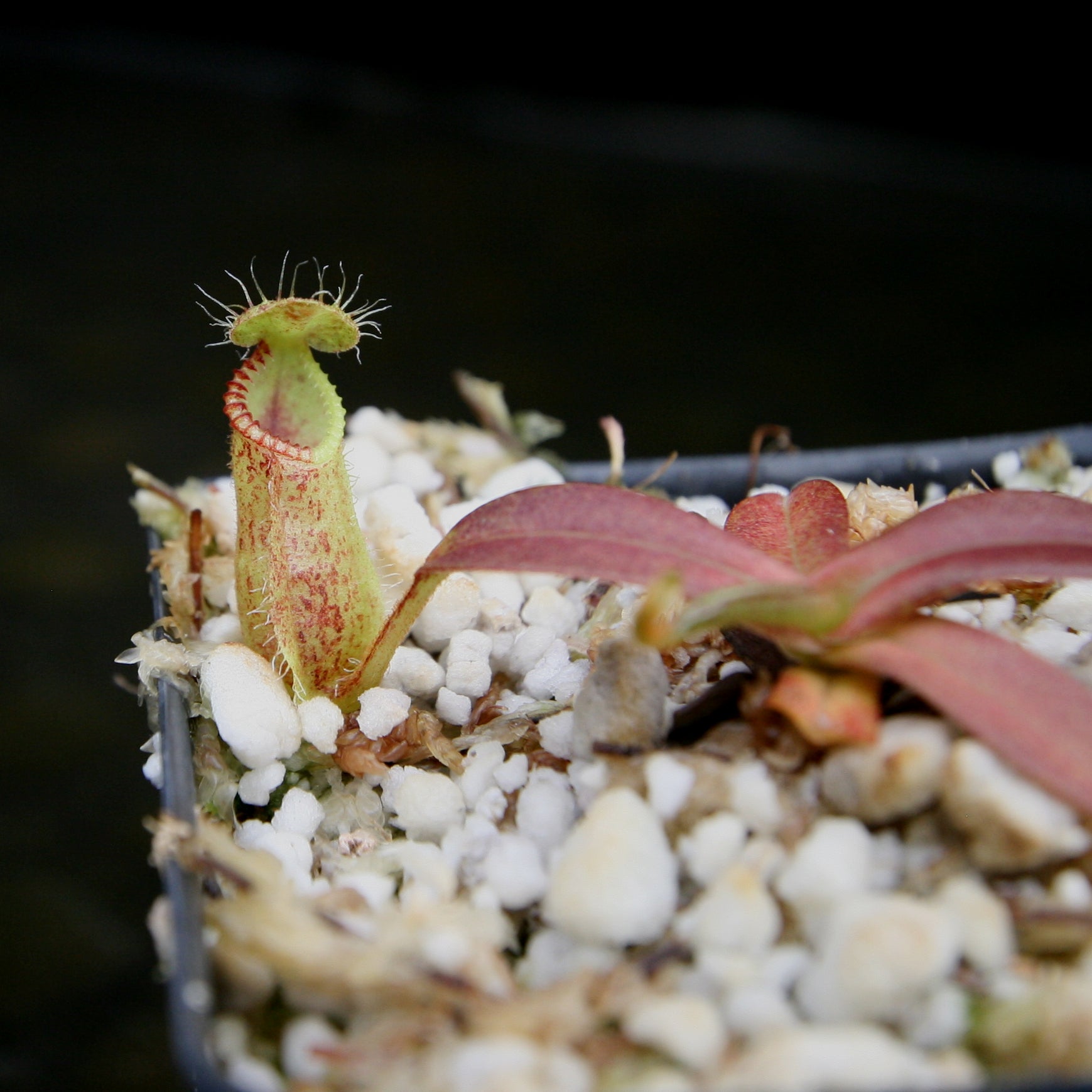 Nepenthes hamata, Tambusisi, BE-3975 – Carnivero