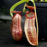 Nepenthes (spathulata x spectabilis) "BE Best" x spectabilis Dairi Regency, CAR-0093