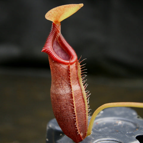 Nepenthes singalana x ovata BE-3882 pitcher plant with a tall red pitcher and orange lid