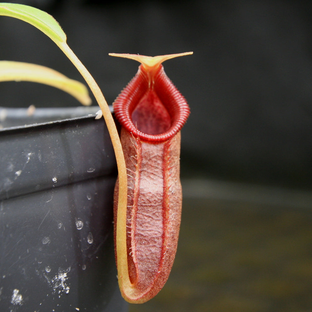 
                      
                        Nepenthes singalana x ovata, BE-3882, pitcher plant, carnivorous plant, collectors plant, large pitchers, rare plants
                      
                    