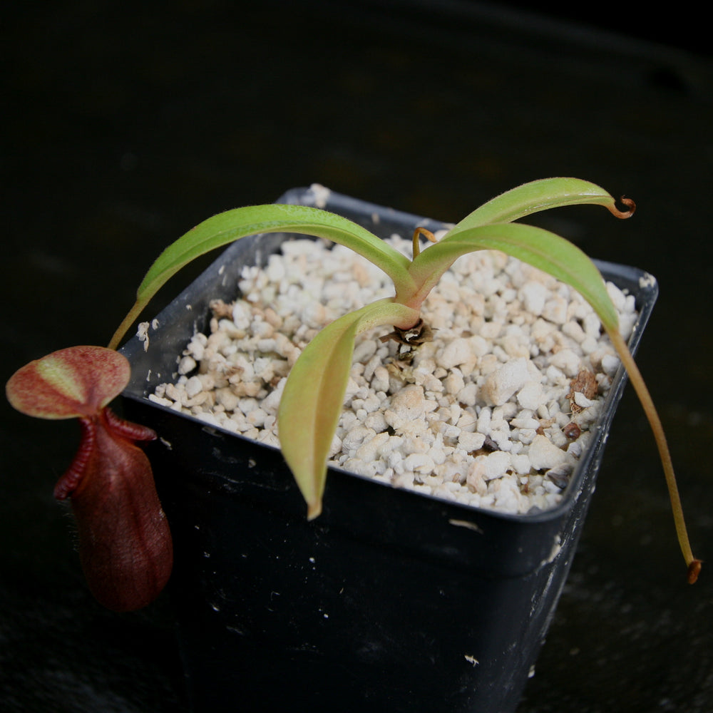 
                      
                        Nepenthes singalana x ovata, BE-3882, pitcher plant, carnivorous plant, collectors plant, large pitchers, rare plants
                      
                    