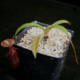 Nepenthes singalana x ovata, BE-3882, pitcher plant, carnivorous plant, collectors plant, large pitchers, rare plants
