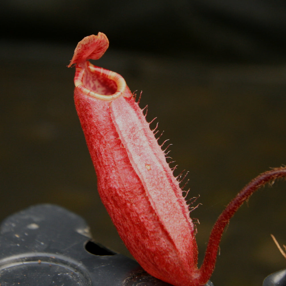 
                      
                        Nepenthes peltata, BE-4025
                      
                    