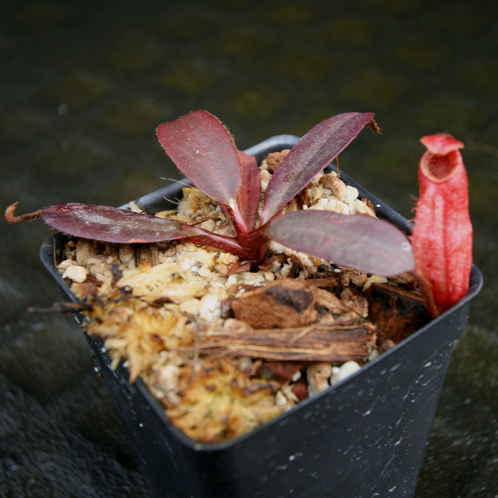 
                      
                        Nepenthes peltata, BE-4025
                      
                    