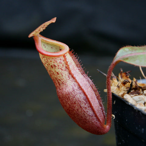 Close up of Nepenthes burbidgeae x mira pitcher with pinkish red body, pale interior, and a small lifted lid.